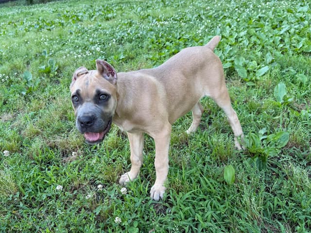 Cane Corso Puppies media 9
