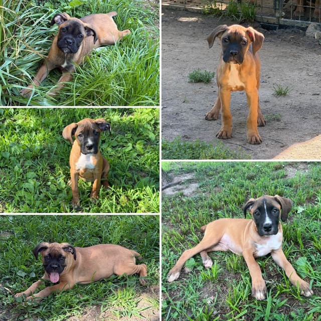 Boxer Puppies media 10