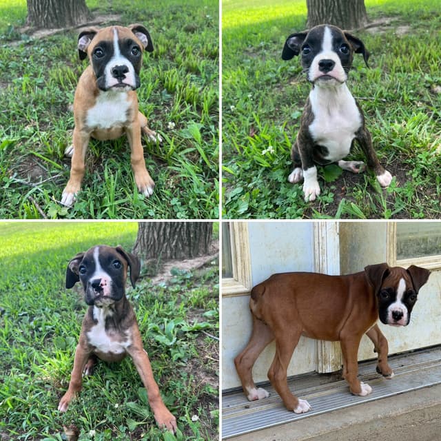 Boxer Puppies media 9