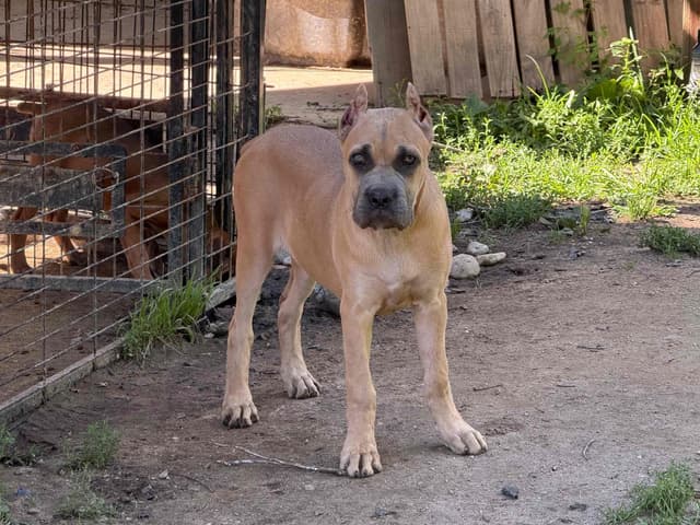 Cane Corso Puppies media 10