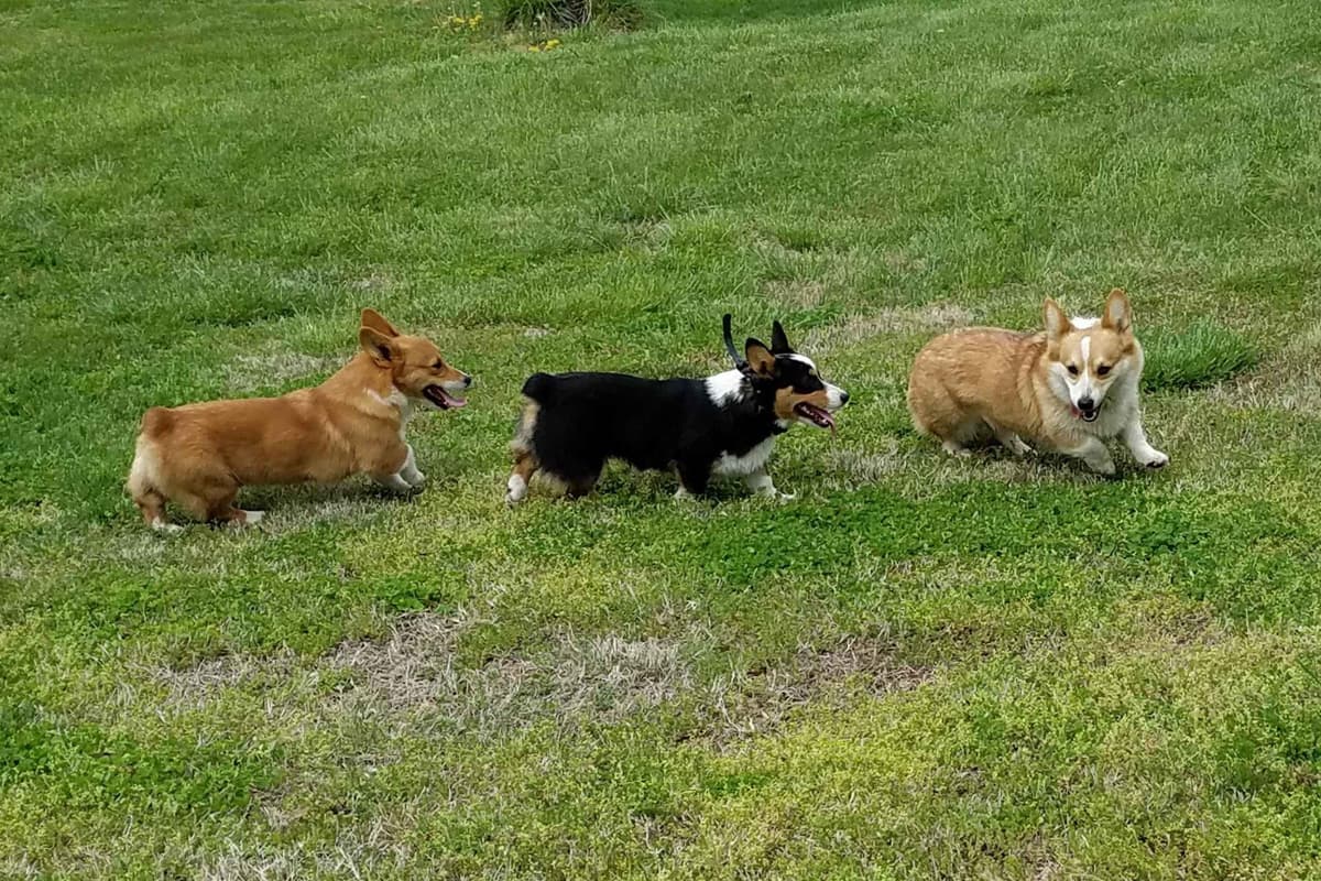 Pembroke Welsh Corgi Puppies breeder image 2