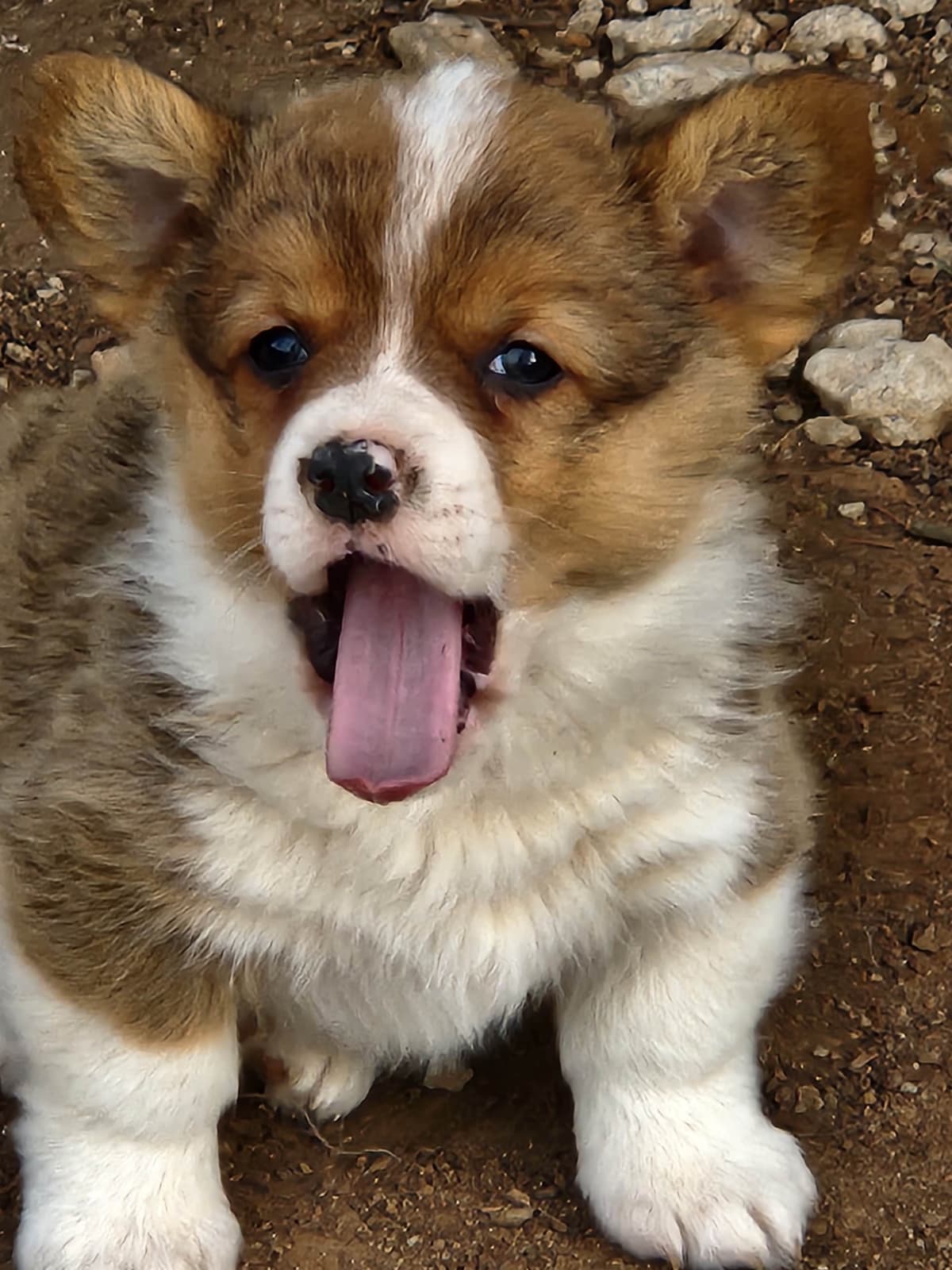 Pembroke Welsh Corgi Puppies breeder image 1