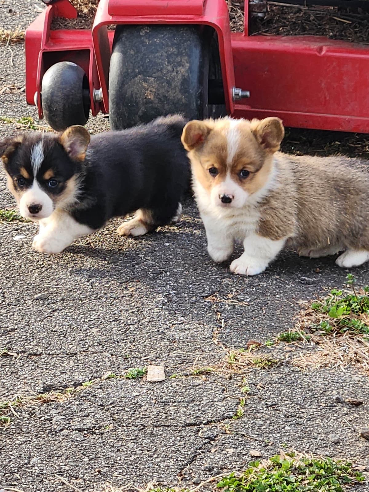 Pembroke Welsh Corgi Puppies breeder image 3