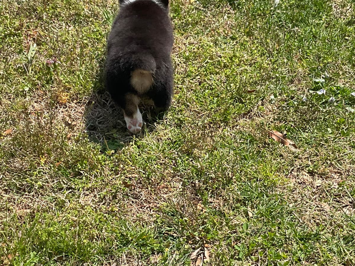 Pembroke Welsh Corgi Puppies breeder image 4