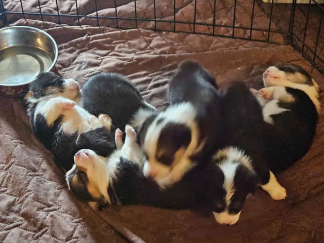 Pembroke Welsh Corgi Puppies media 8