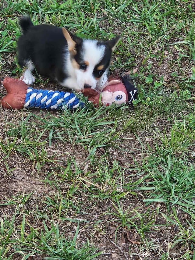 Pembroke Welsh Corgi Puppies media 3