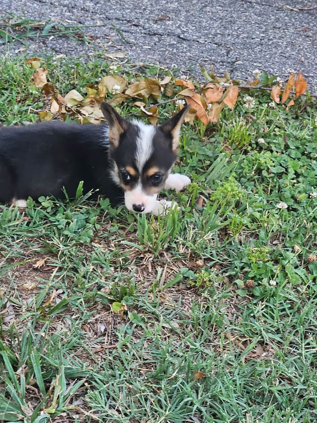 Pembroke Welsh Corgi Puppies media 4