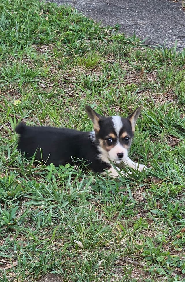 Pembroke Welsh Corgi Puppies media 5