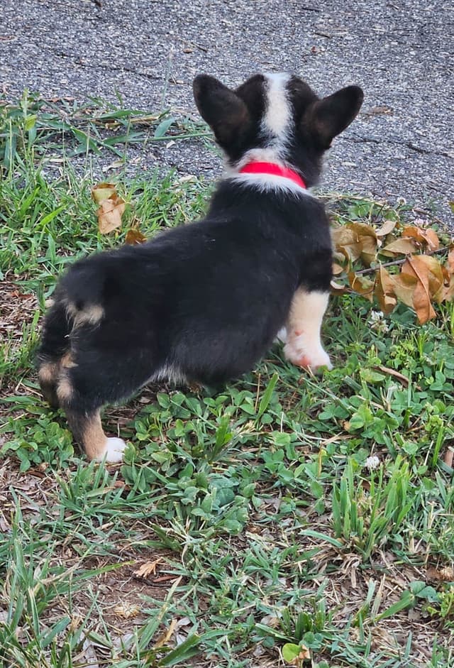 Pembroke Welsh Corgi Puppies media 6