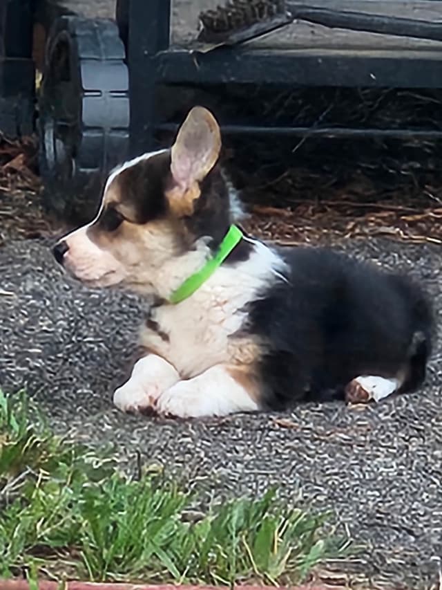 Pembroke Welsh Corgi Puppies media 2