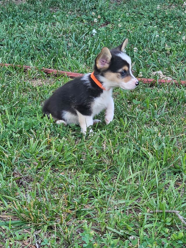 Pembroke Welsh Corgi Puppies media 7