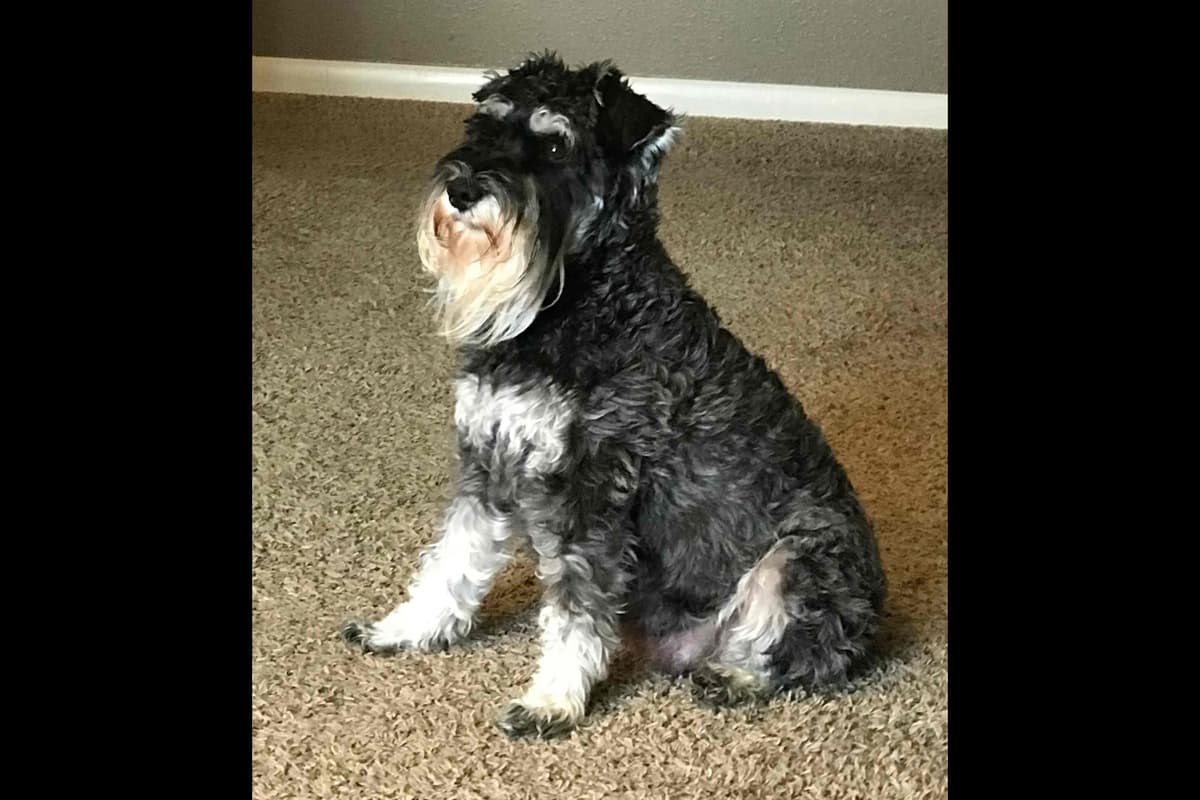 Miniature Schnauzer Puppies breeder image 1