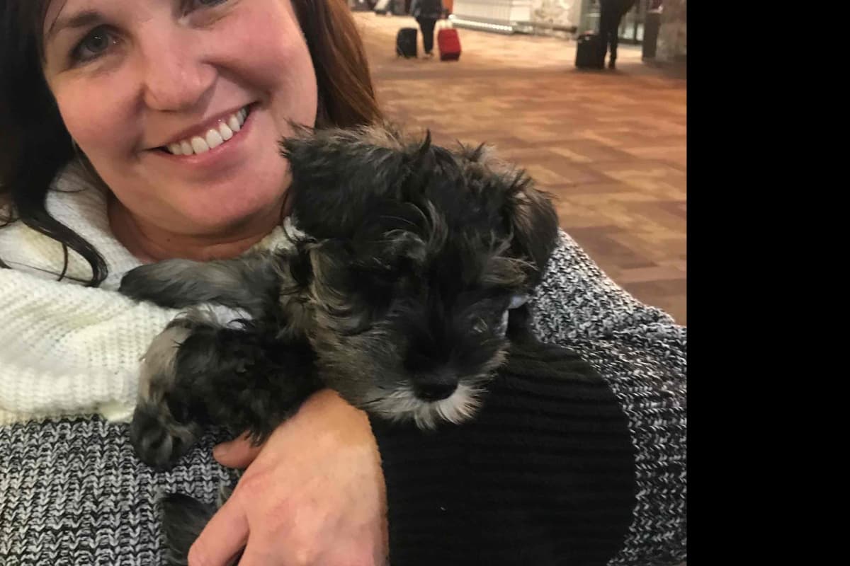 Miniature Schnauzer Puppies breeder image 2