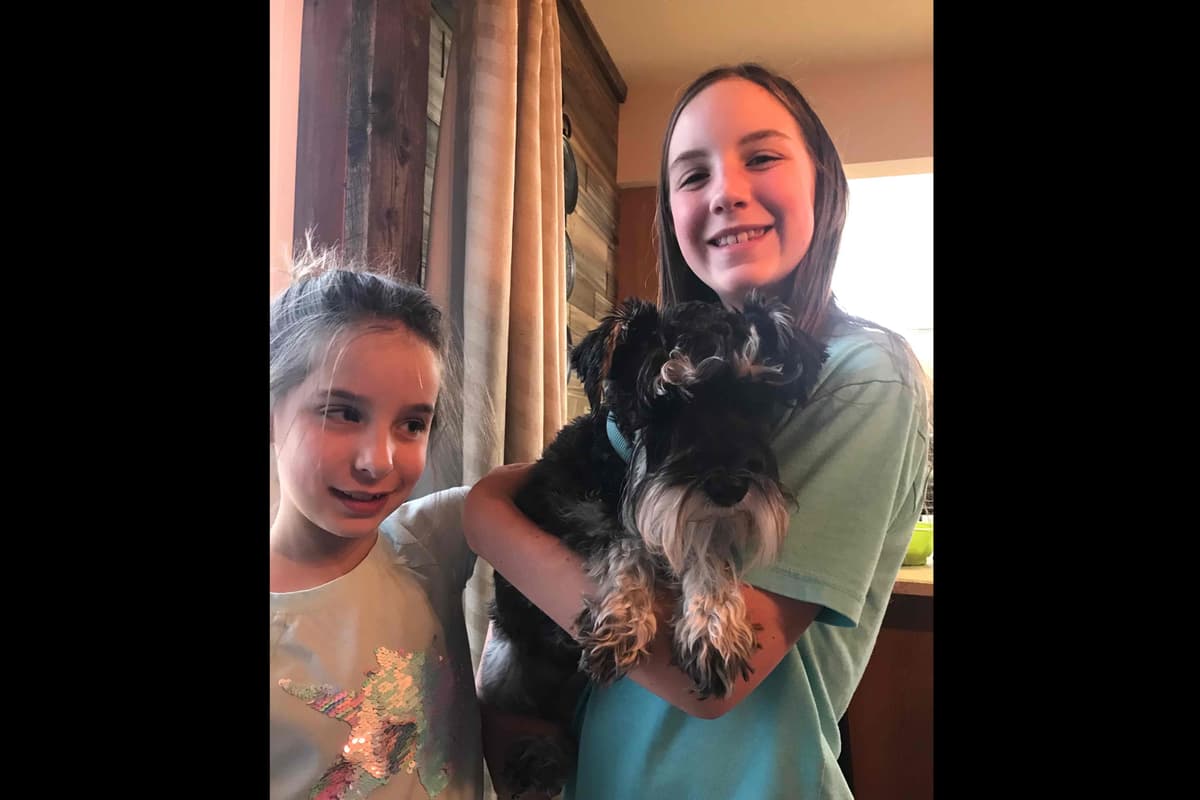 Miniature Schnauzer Puppies breeder image 3