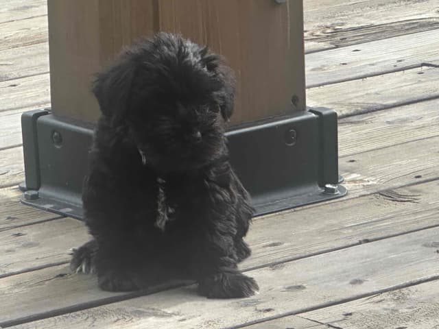 Miniature Schnauzer Puppies media 2