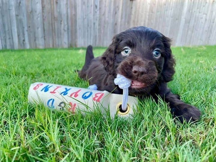 Championship bred Boykin Spaniel Puppies breeder image 1