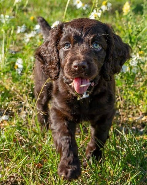Championship bred Boykin Spaniel Puppies breeder image 2