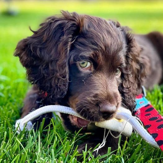 Championship bred Boykin Spaniel Puppies breeder image 6