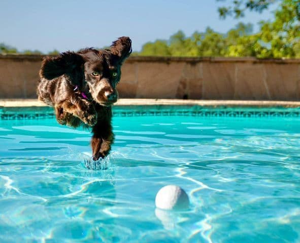 Championship bred Boykin Spaniel Puppies breeder image 7