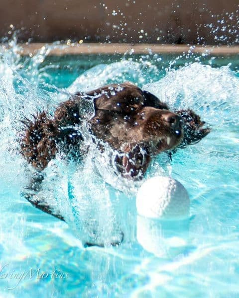 Championship bred Boykin Spaniel Puppies breeder image 8