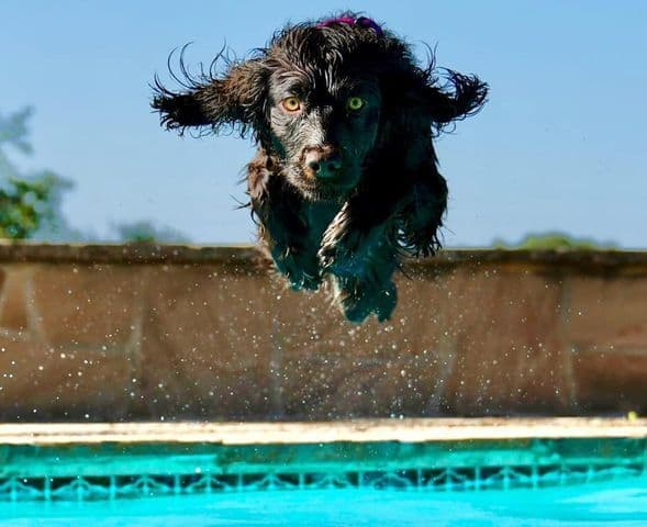 Championship bred Boykin Spaniel Puppies breeder image 9
