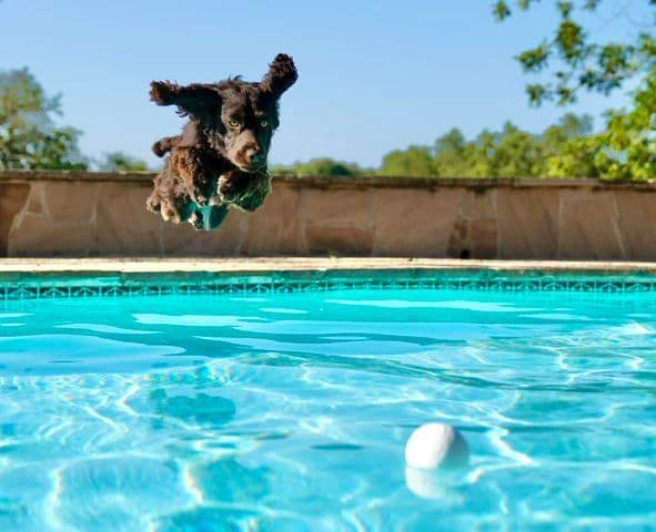Championship bred Boykin Spaniel Puppies breeder image 10