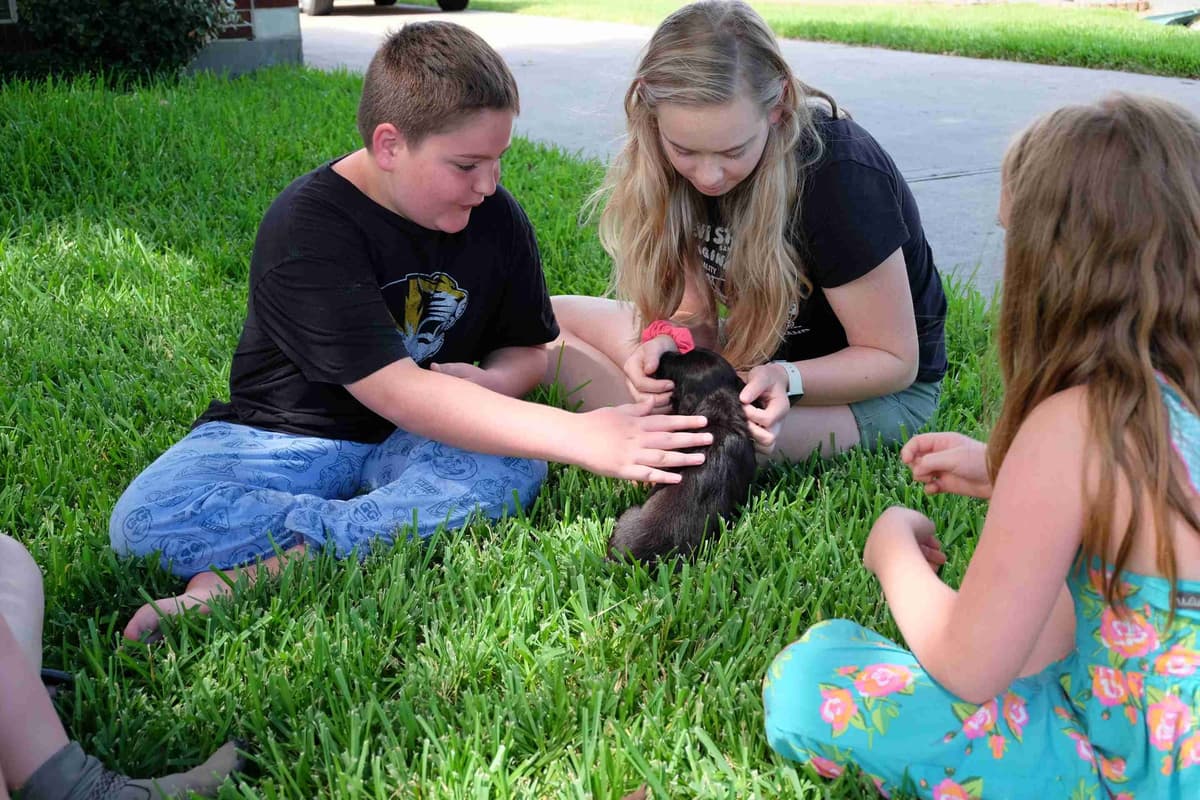 Championship bred Boykin Spaniel Puppies breeder image 12