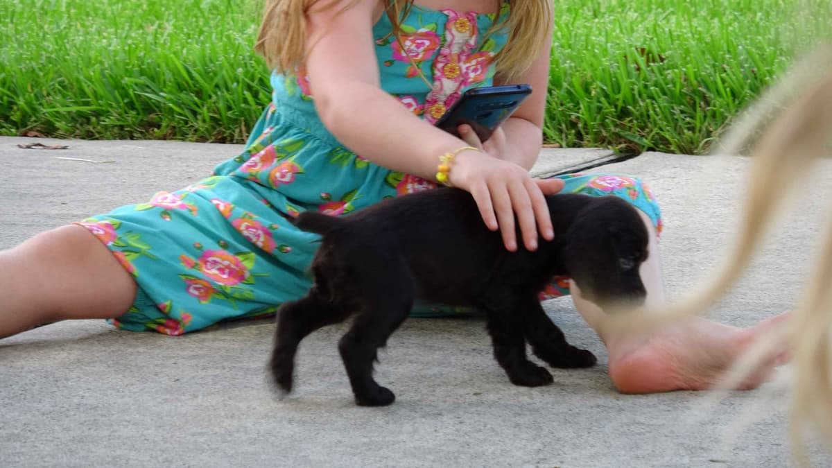 Championship bred Boykin Spaniel Puppies breeder image 13