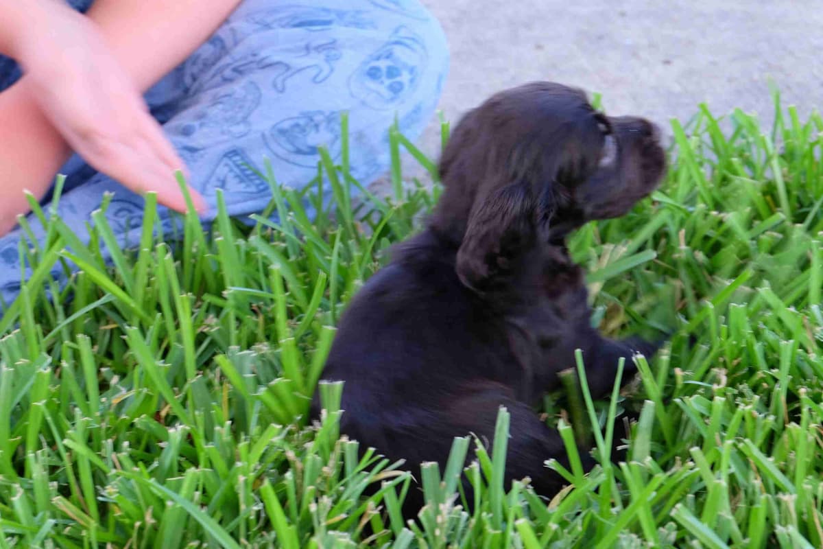 Championship bred Boykin Spaniel Puppies breeder image 14