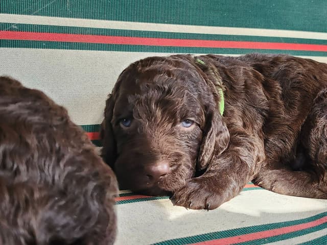 Championship bred Boykin Spaniel Puppies media 2