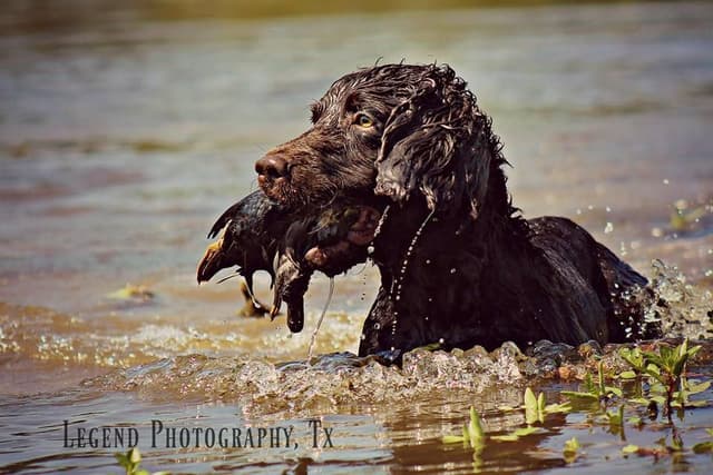 Championship bred Boykin Spaniel Puppies media 3