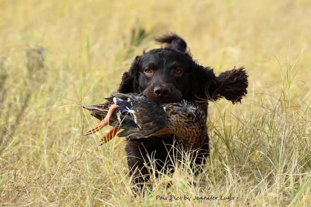 Championship bred Boykin Spaniel Puppies media 5