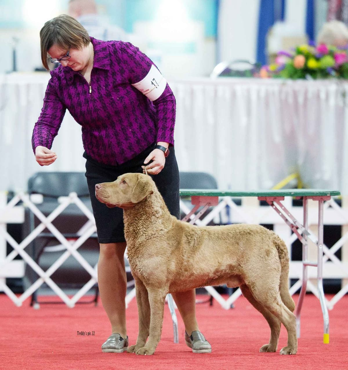 Chesapeake Bay Retriever Puppies breeder image 2
