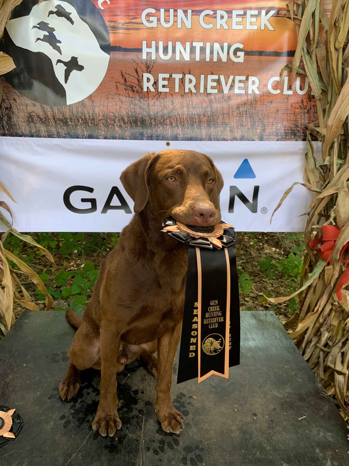 Chesapeake Bay Retriever Puppies breeder image 5