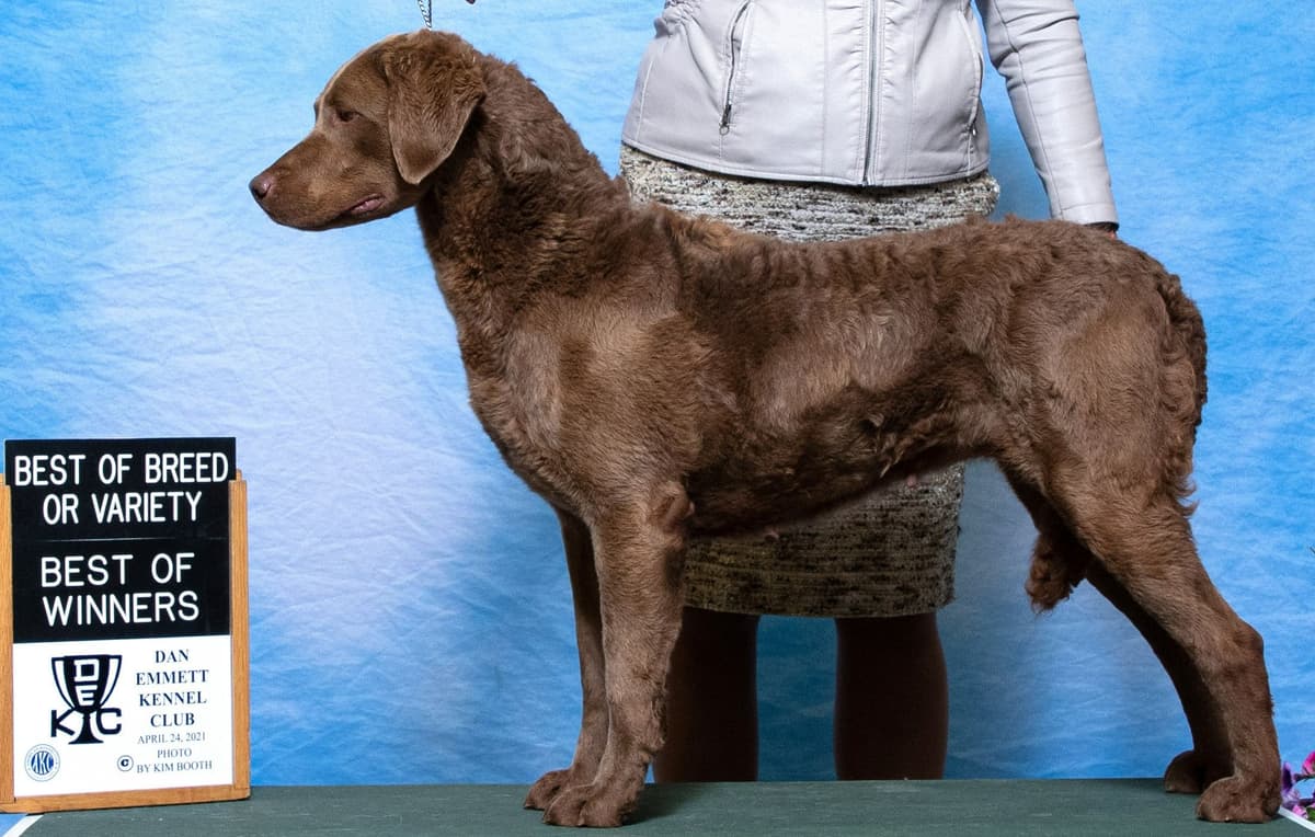 Chesapeake Bay Retriever Puppies breeder image 6
