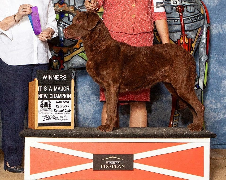 Chesapeake Bay Retriever Puppies breeder image 7