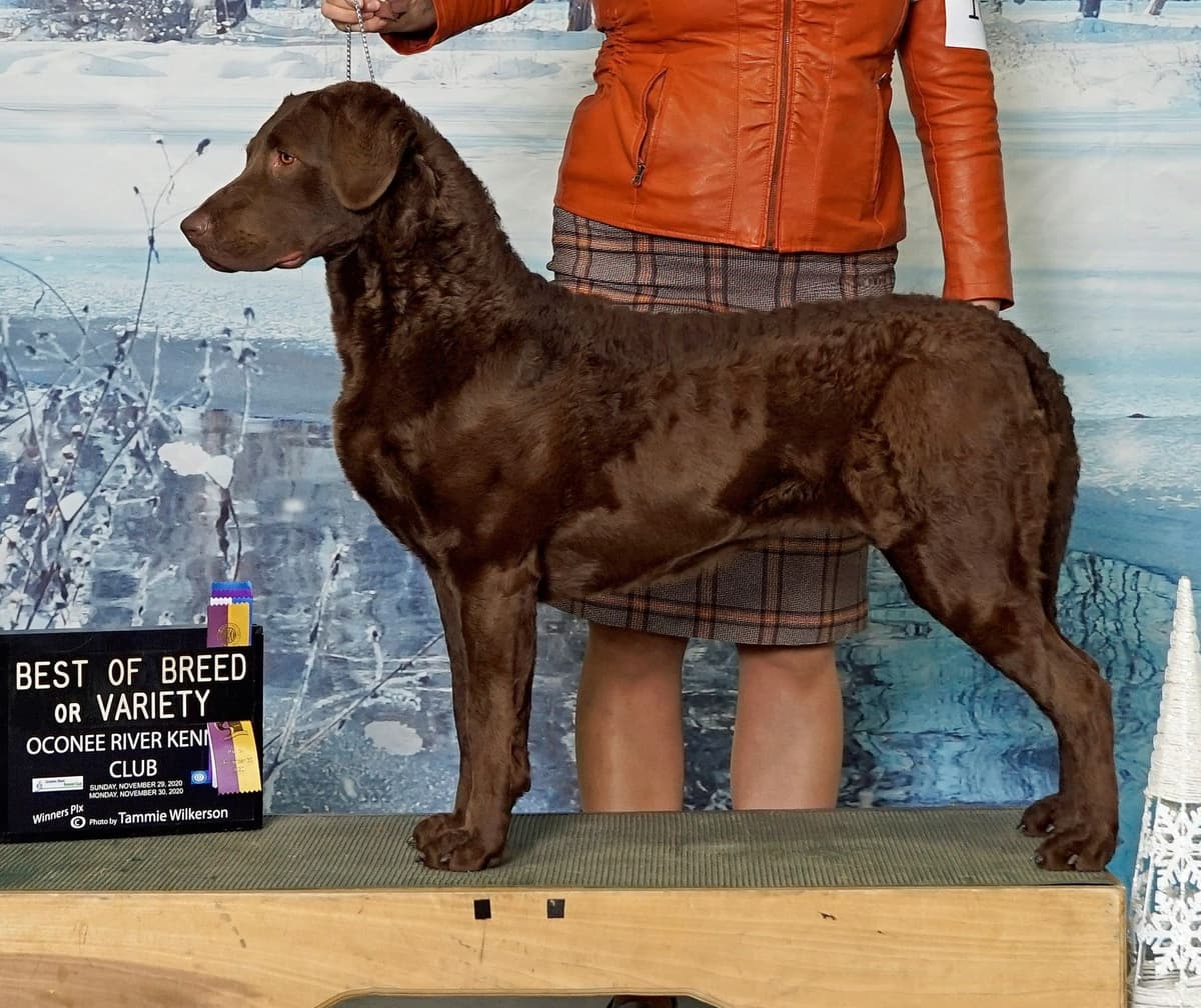 Chesapeake Bay Retriever Puppies breeder image 9