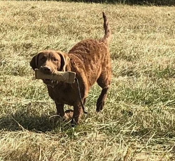 Chesapeake Bay Retriever Puppies breeder image 13