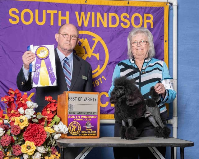 Poodle Puppies media 2