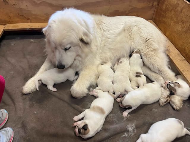Great Pyrenees Puppies media 2