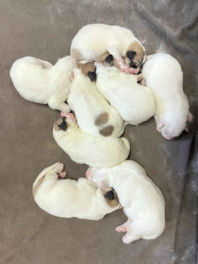 Great Pyrenees Puppies media 3