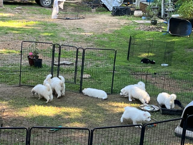 Great Pyrenees Puppies media 4