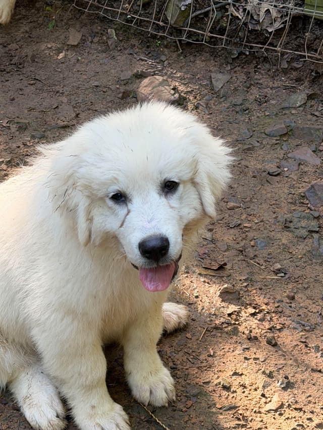 Great Pyrenees Puppies media 6