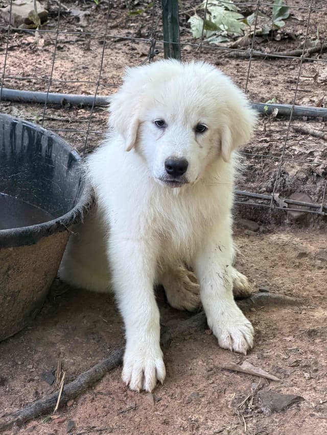 Great Pyrenees Puppies media 7