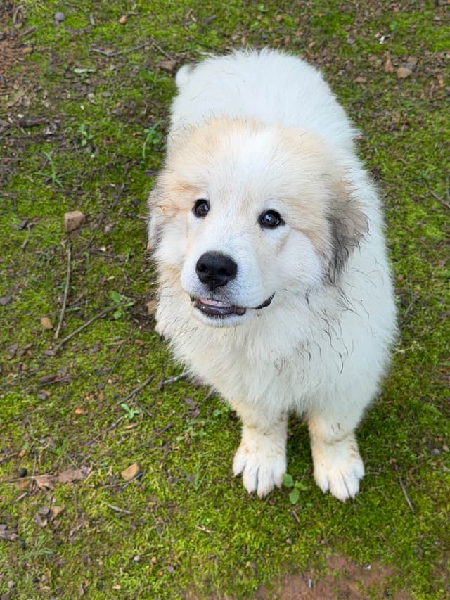 Great Pyrenees Puppies media 9
