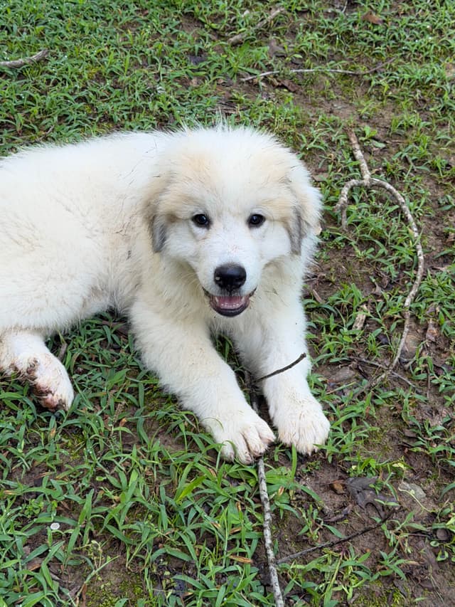 Great Pyrenees Puppies media 10