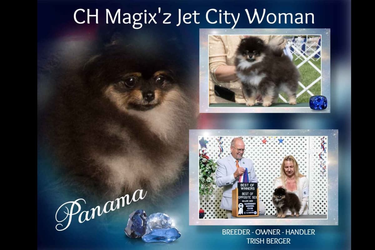 Pomeranian Puppies breeder image 3