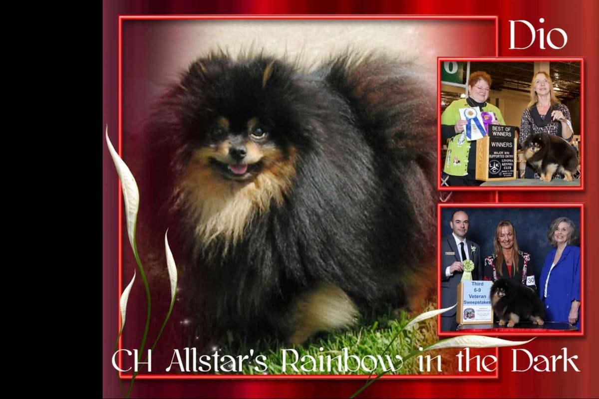 Pomeranian Puppies breeder image 4