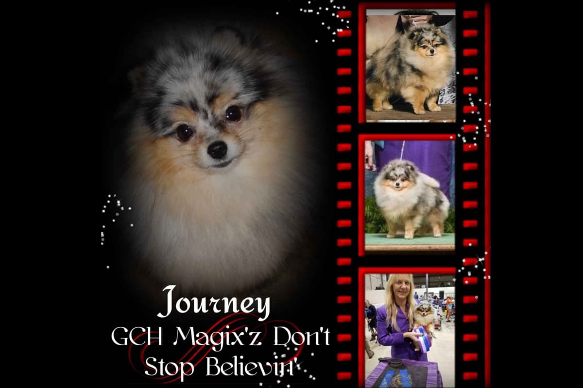 Pomeranian Puppies breeder image 5