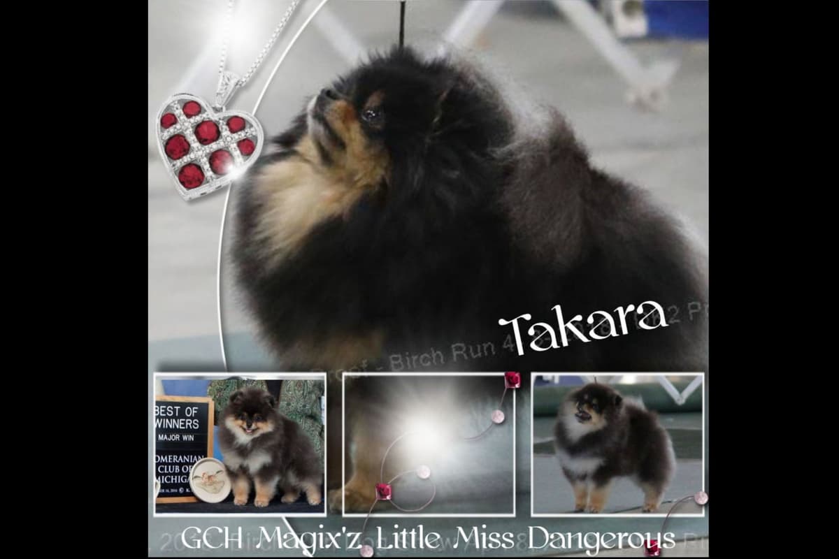 Pomeranian Puppies breeder image 6